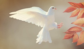 鸽子象征（鸽子象征国家的什么）