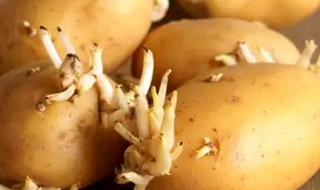 什么程度的土豆算发芽（什么样的土豆算发芽）