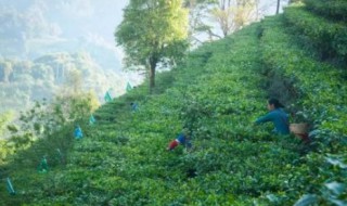 易武茶特点（易武茶的特点和口感）