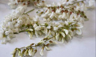槐花怎样长期保鲜 槐花如何保鲜时间长