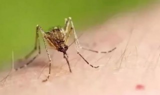 蚊香液是把蚊子熏死了还是熏跑了（蚊香液是把蚊子熏死了还是熏跑了呢）