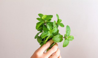 野薄荷能吃吗 野薄荷能吃吗有毒吗
