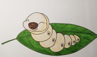 怎样辨别蚕的公母 怎样辨别蚕的公母图片