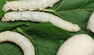 蚕宝宝破茧后怎么处理（蚕宝宝破茧怎么处理和使用）