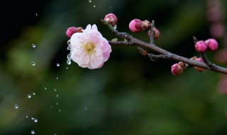 梅花泪的寓意和象征（梅花泪的寓意是什么）