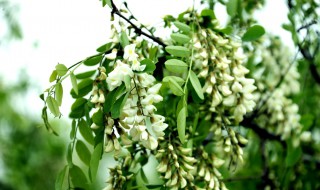 梦见槐花开满树是什么意思（梦见槐花开满树是什么意思又摘了）