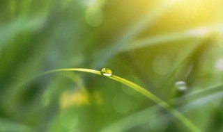 白露节气是几月份（几月几日是白露节气）