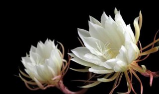 白露节气代表性植物 白露节气代表性植物 芦苇