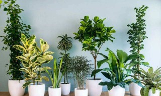 室内适合养什么花或植物 室内适合养什么花或植物最好