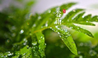 谷雨吃什么食物 谷雨吃什么食物养生窍门