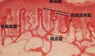如何消除红血丝（如何消除红血丝眼睛）