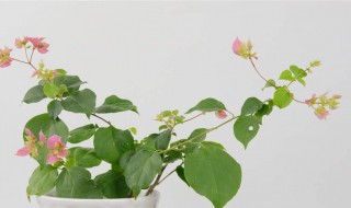 三角梅如何换花盆（三角梅如何换花盆图解）