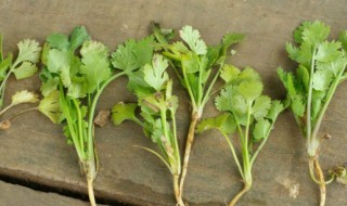割香菜的最佳方法（割香菜的最佳方法图片）