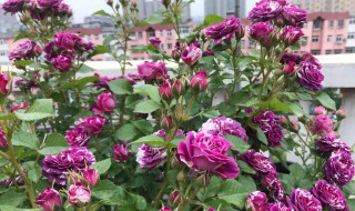 硫酸亚铁适合浇什么花（硫酸亚铁适合浇什么花?怎么浇花?）