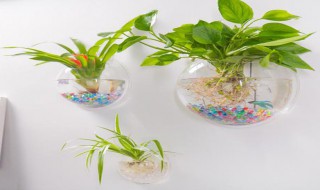 怎么做挂墙花盆（怎么做挂墙花盆视频）