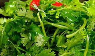 香菜的保存好方法 香菜的保存好方法是什么