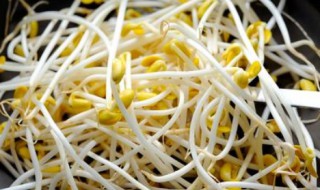 豆芽菜保存的方法（芽菜怎样保存）