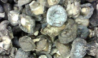 晒制干香菇的方法（晒制干香菇的方法视频）