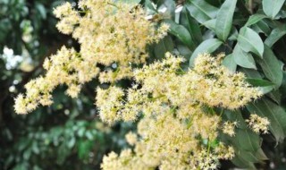 荔枝花的修剪方法（荔枝花的修剪方法图解）