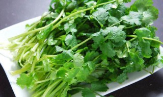 快速切香菜的方法（如何切香菜）