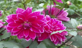 地瓜花的养护方法 地瓜花的养殖方法和注意事项 盆栽