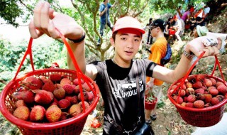 摘水果的最佳方法（摘水果的最佳方法是什么）