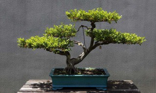 盆景根的种植方法 盆景根的种植方法视频