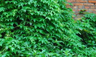 长青草的扦插方法 长青草的扦插方法图片