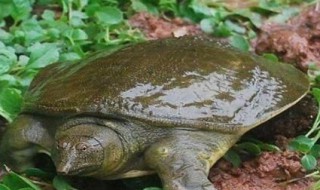 钓甲鱼的最佳方法 钓甲鱼的最佳方法是什么