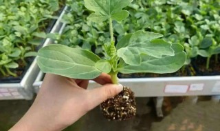 西瓜子种植的方法 西瓜子种植方法和技术
