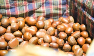 储存新鲜板栗的方法（鲜新的板栗如何储存）