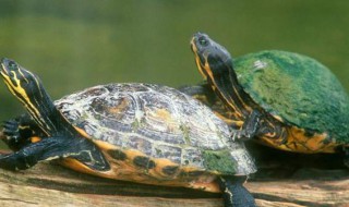 乌龟正确的饲养方法（乌龟正确的饲养方法图解）