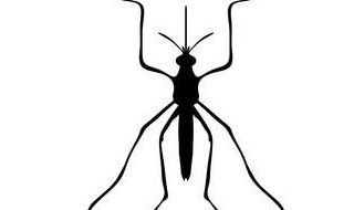 对付黑蚊子的方法 对付黑蚊子的方法有哪些