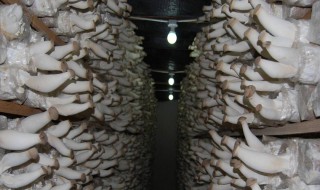 蘑菇菌种的配制方法 蘑菇怎么配菌种