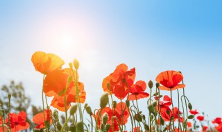 生活励志句子唯美简短 生活励志经典句子简短