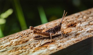 纸蚱蜢怎么做 蚱蜢怎么做手工