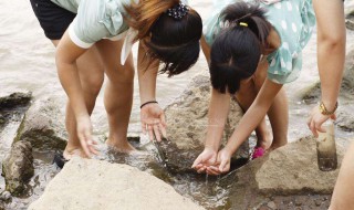 捉泥鳅的简易方法 捉泥鳅的做法