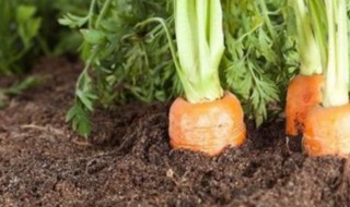 夏天种萝卜的方法（冬天怎么种萝卜）