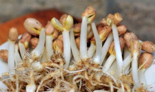 发花生芽的简单方法 发花生芽的简单方法视频