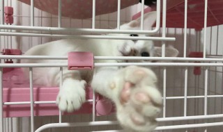 猫咪托运怎么解决吃饭（猫咪托运怎么解决吃饭问题）