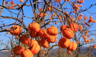 吃完柿子喝酸奶会中毒吗 喝完酸奶吃柿子会不会中毒