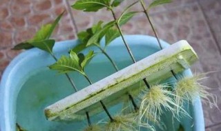 生根水的制作方法（花木生根水的制作方法）