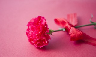教师节可以送些什么花（教师节可以送些什么花给老师）