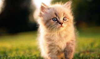 猫绝育的好处（小母猫绝育的好处）