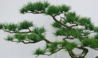 十大盆景名贵树种排名（室内植物盆景十大排名）