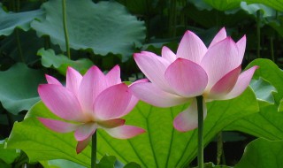 莲花和荷花一样吗 莲花与荷花的区别在哪