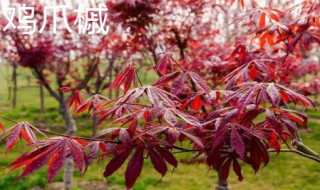 鸡爪槭和红枫的区别 鸡爪槭树