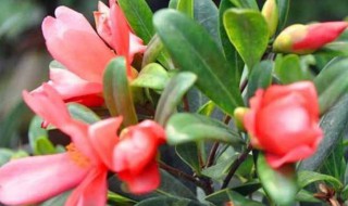 四季茶花的养殖方法和注意事项（茶花的养殖方法家里如何养好茶花）