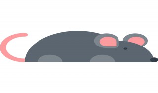 老鼠会游泳吗（蛇会游泳吗）