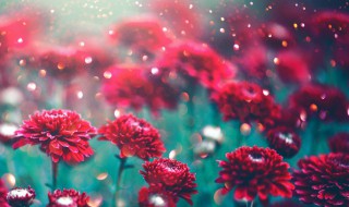 鲜花保存方法小妙招（鲜花保存方法小妙招视频）